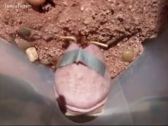 A penis head with fire ants playing on it
